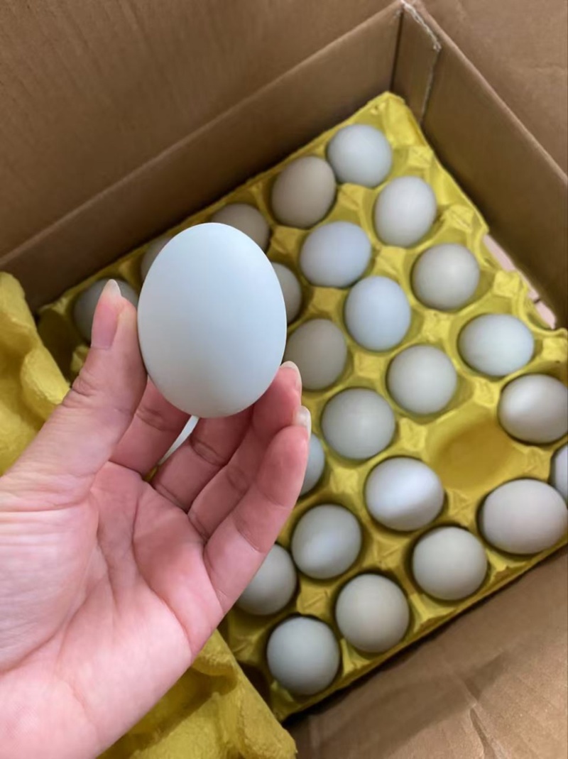 【自产自销】高品质散养乌鸡蛋绿壳蛋360枚码号齐