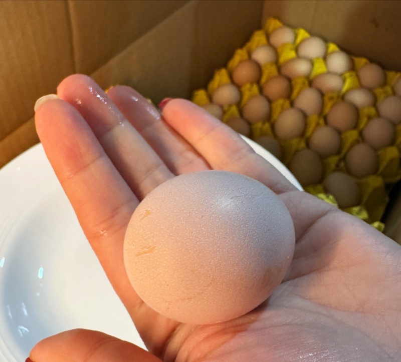 【自产自销】高品质散养土鸡蛋粉蛋360枚/箱码号齐全
