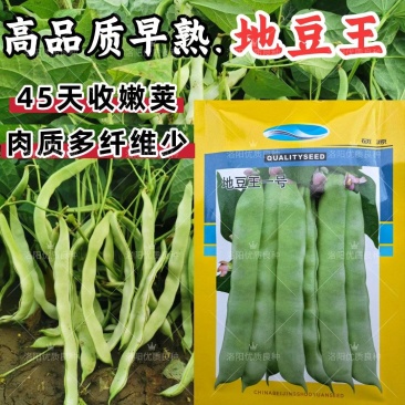 地豆王种子早熟矮生不搭架无蔓芸豆四季豆角籽春秋季菜园蔬菜