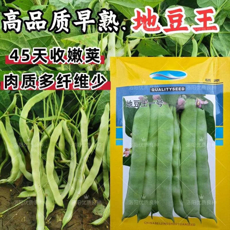 地豆王种子早熟矮生不搭架无蔓芸豆四季豆角籽春秋季菜园蔬菜