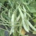 地豆王种子早熟矮生不搭架无蔓芸豆四季豆角籽春秋季菜园蔬菜