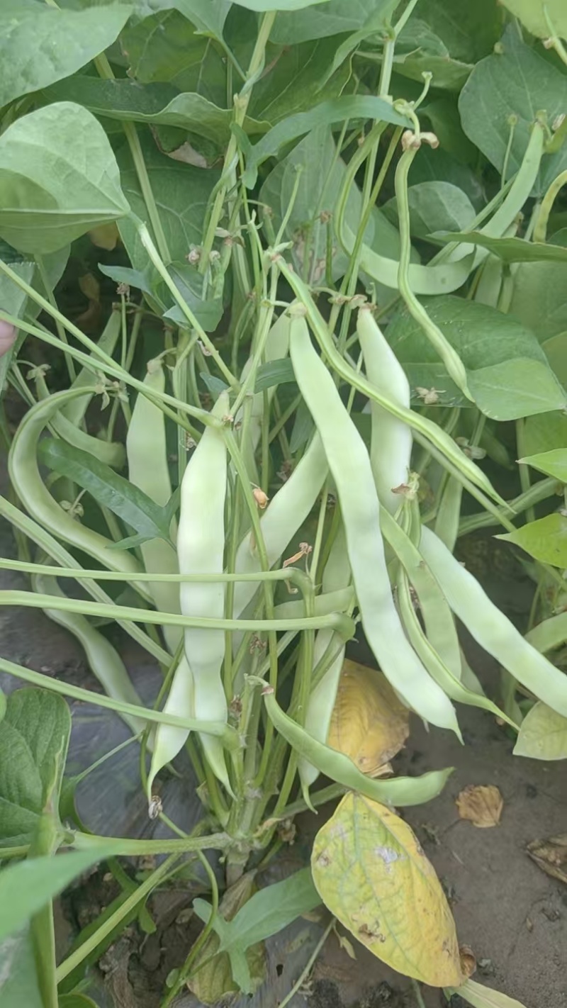 地豆王种子早熟矮生不搭架无蔓芸豆四季豆角籽春秋季菜园蔬菜