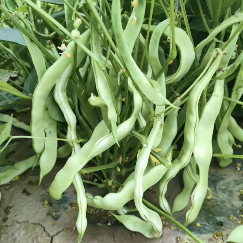 地豆王种子早熟矮生不搭架无蔓芸豆四季豆角籽春秋季菜园蔬菜