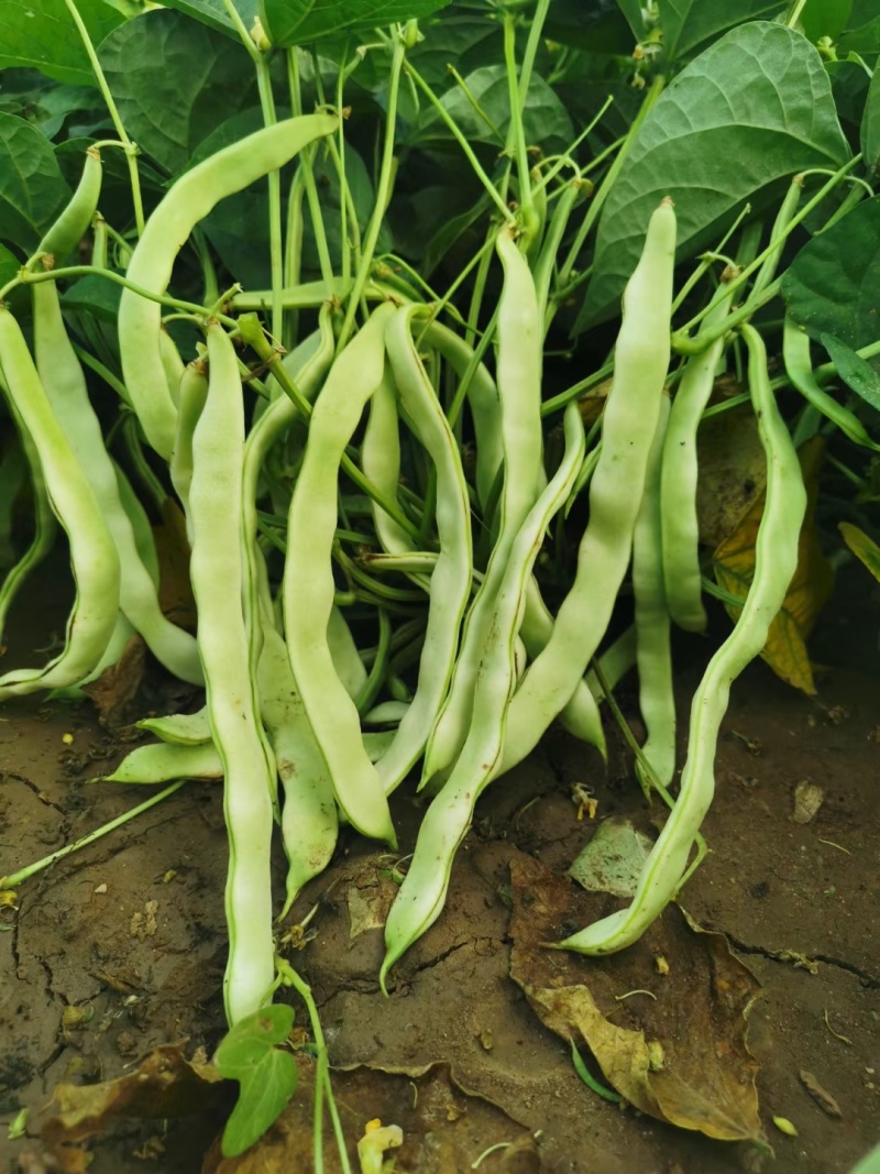 地豆王种子早熟矮生不搭架无蔓芸豆四季豆角籽春秋季菜园蔬菜