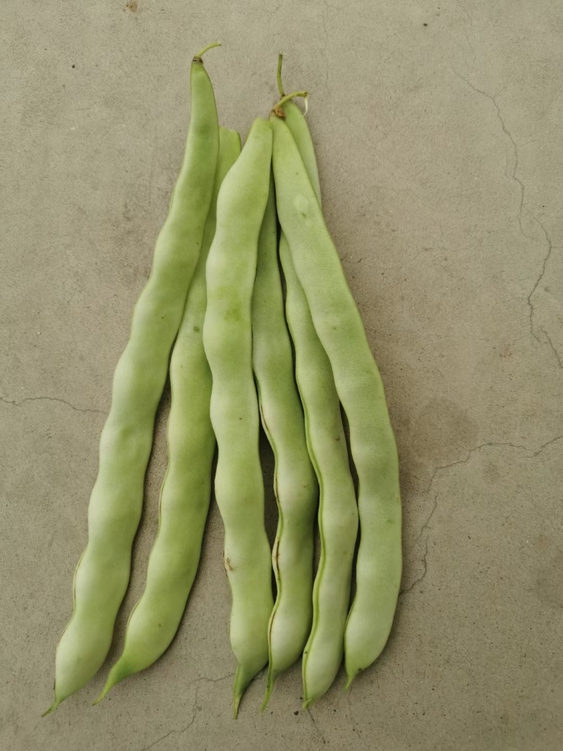 地豆王种子早熟矮生不搭架无蔓芸豆四季豆角籽春秋季菜园蔬菜