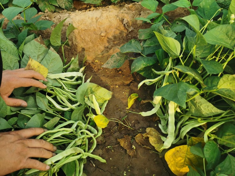 地豆王种子早熟矮生不搭架无蔓芸豆四季豆角籽春秋季菜园蔬菜