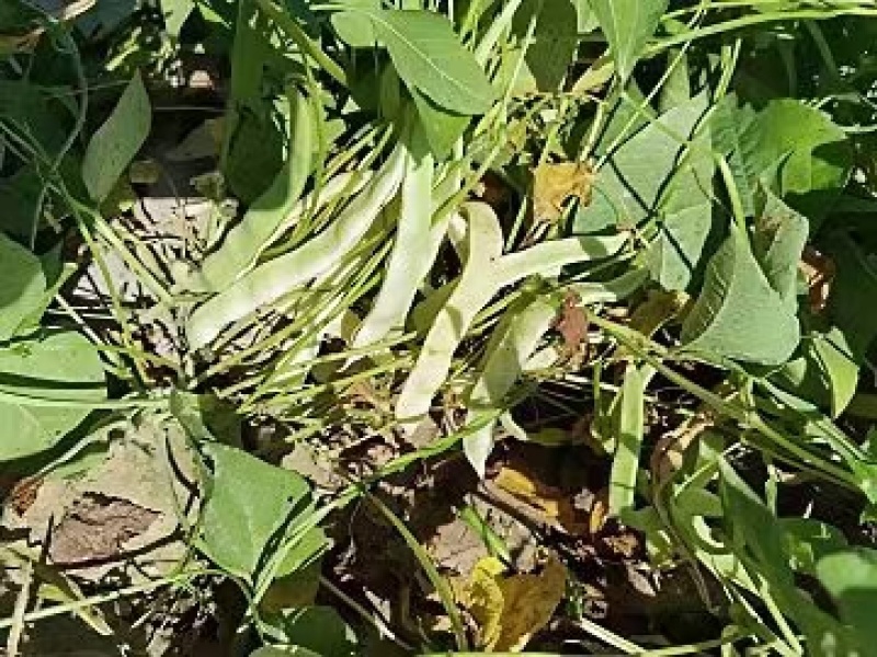 地豆王种子早熟矮生不搭架无蔓芸豆四季豆角籽春秋季菜园蔬菜
