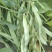 地豆王种子早熟矮生不搭架无蔓芸豆四季豆角籽春秋季菜园蔬菜
