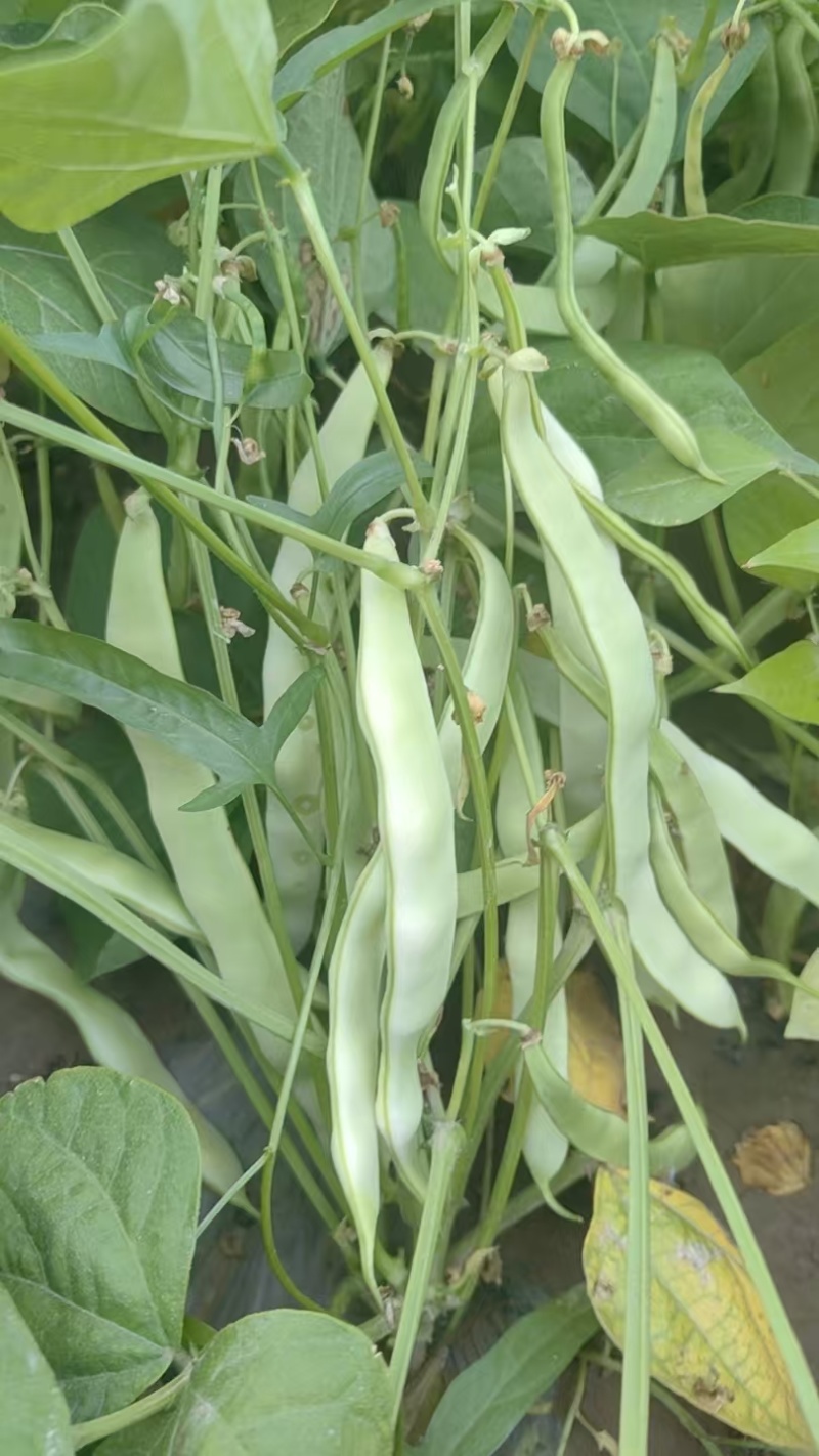地豆王种子早熟矮生不搭架无蔓芸豆四季豆角籽春秋季菜园蔬菜