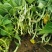 地豆王种子早熟矮生不搭架无蔓芸豆四季豆角籽春秋季菜园蔬菜