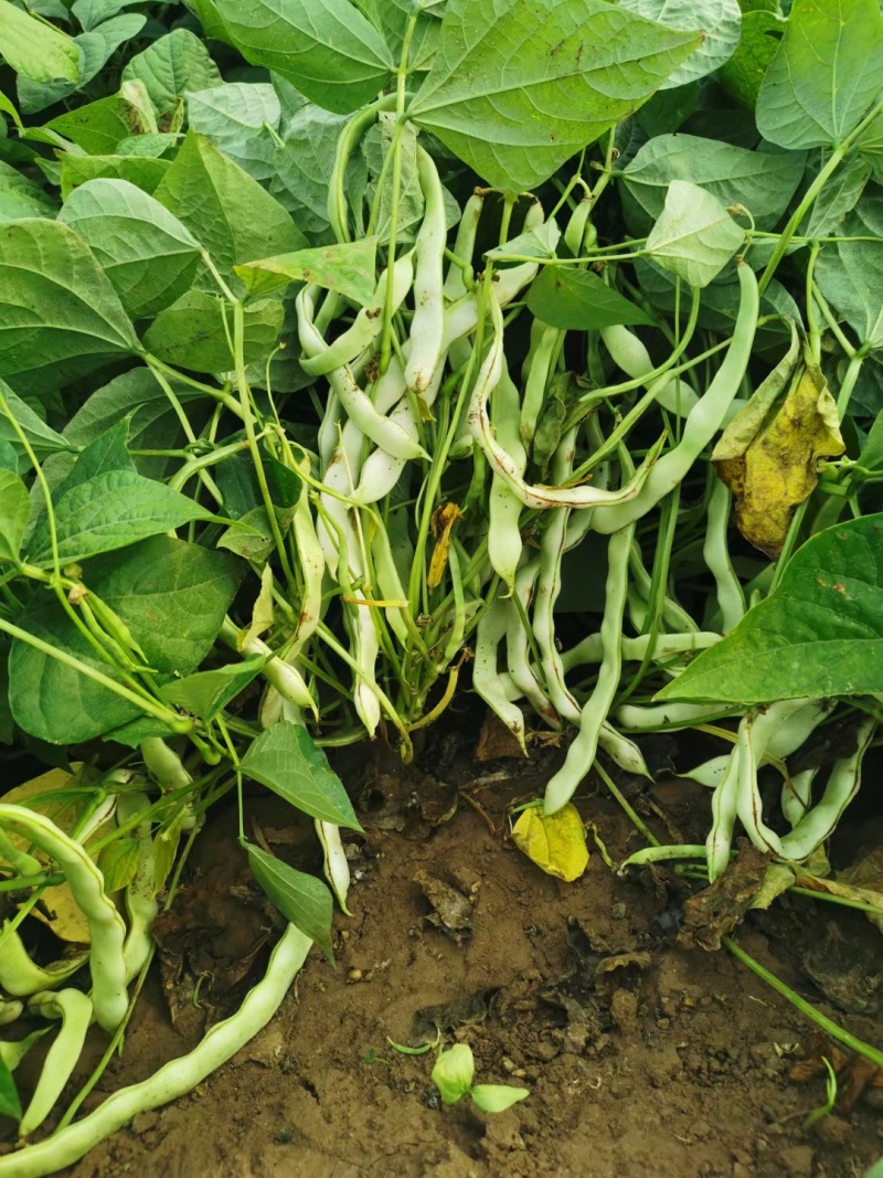 地豆王种子早熟矮生不搭架无蔓芸豆四季豆角籽春秋季菜园蔬菜