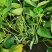 地豆王种子早熟矮生不搭架无蔓芸豆四季豆角籽春秋季菜园蔬菜