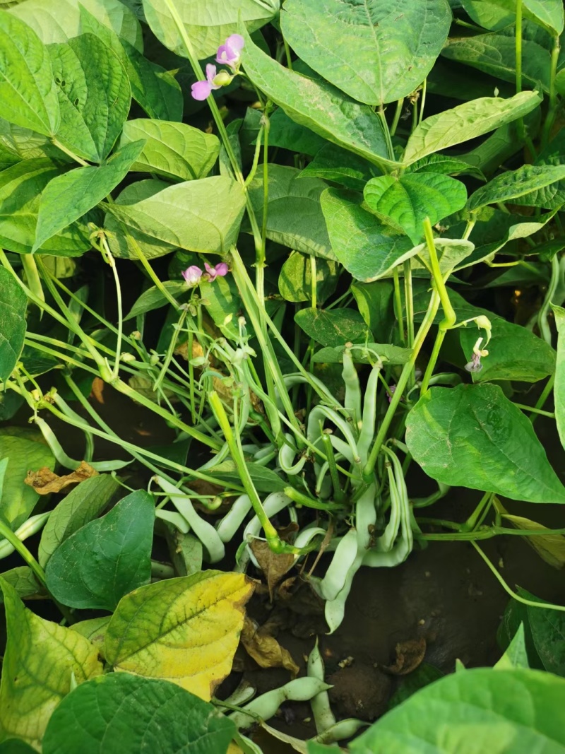 地豆王种子早熟矮生不搭架无蔓芸豆四季豆角籽春秋季菜园蔬菜