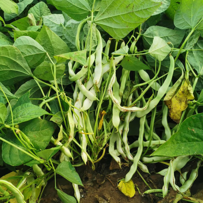 地豆王种子早熟矮生不搭架无蔓芸豆四季豆角籽春秋季菜园蔬菜