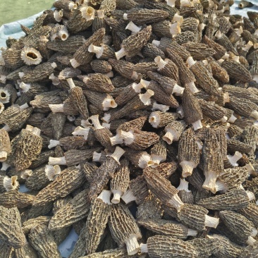 羊肚菌