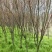 樱花树
