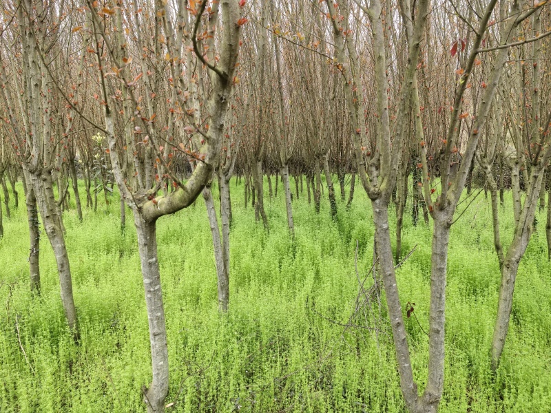樱花树