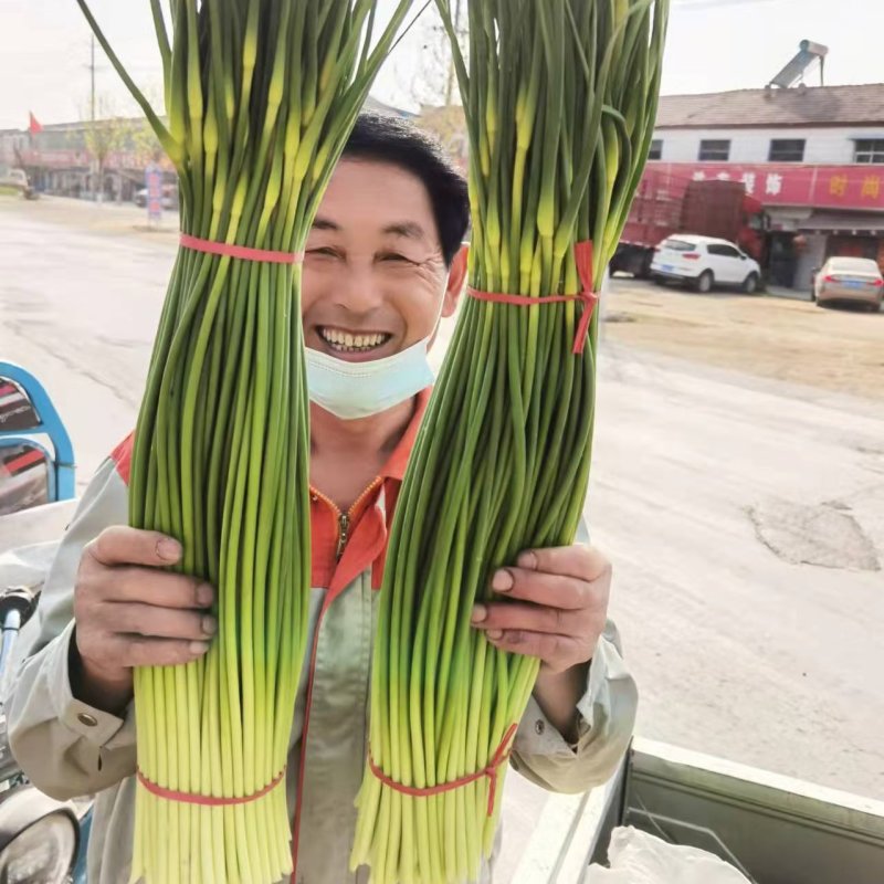 产地直销，一手货源，代收代发，干苔不泡水