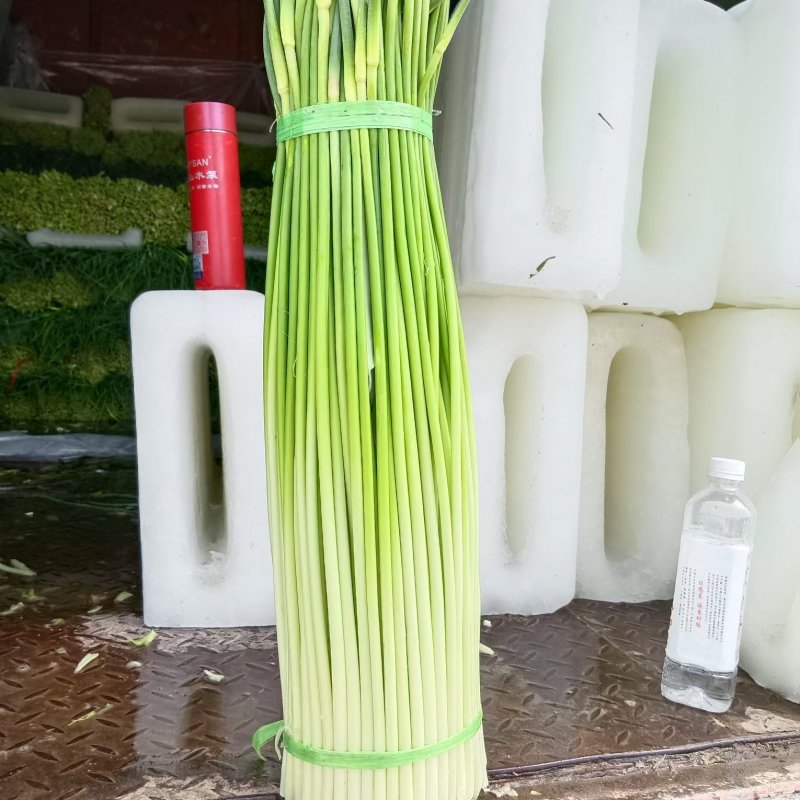 产地直销，一手货源，代收代发，干苔不泡水