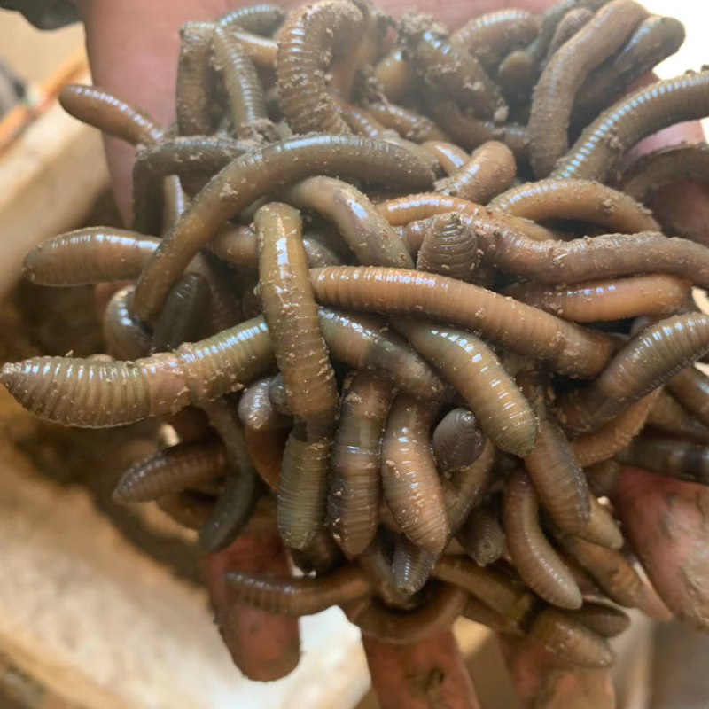 鲜活黑蚯蚓钓黄鳝青蚯蚓特大臭蚯蚓地龙活体蚯蚓野钓钓鱼鱼饵