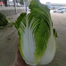 新上市黄心春白菜