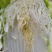 新上市黄心春白菜