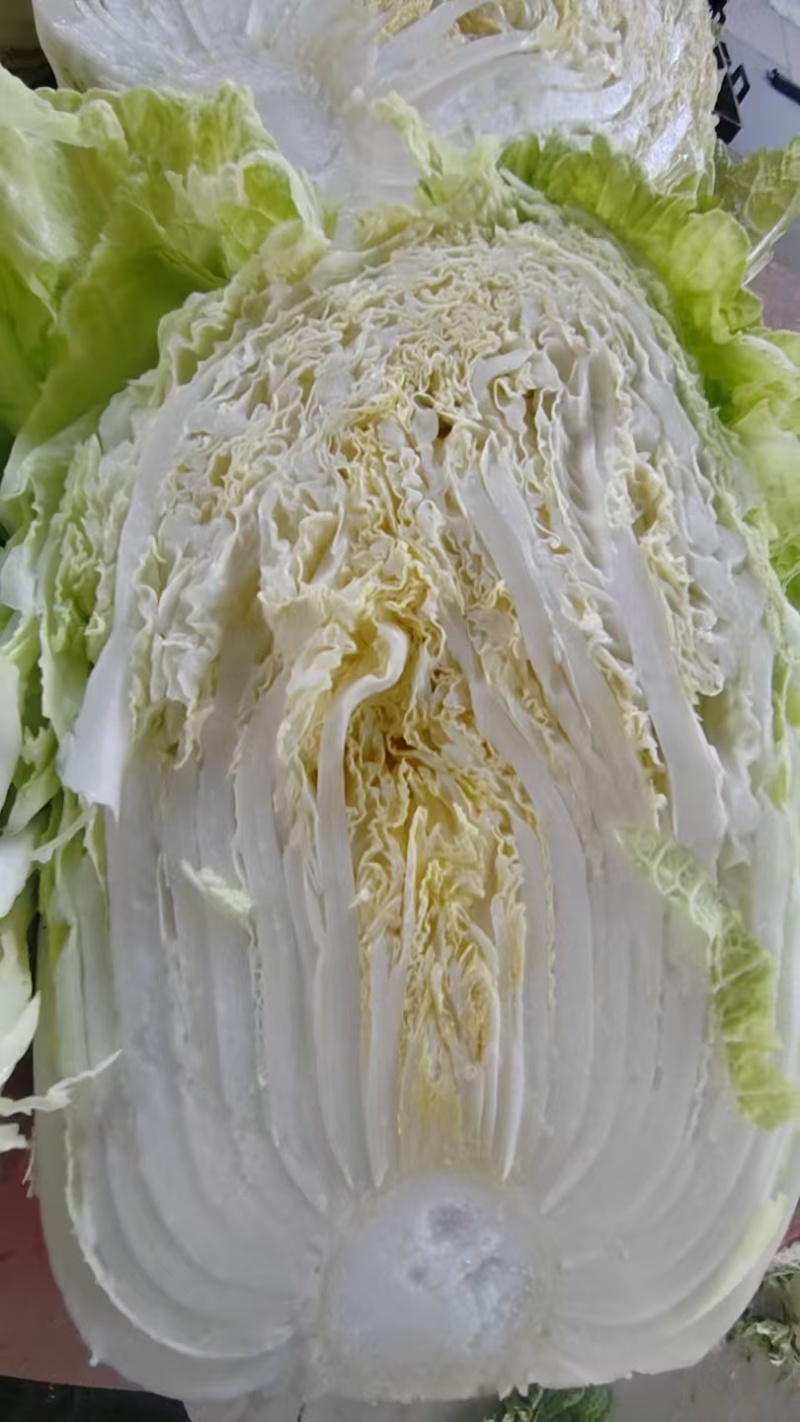 新上市黄心春白菜