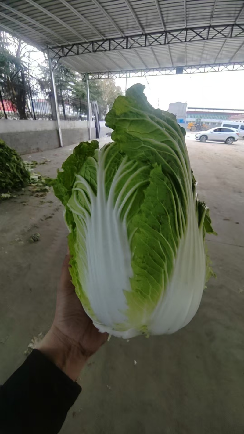 新上市黄心春白菜