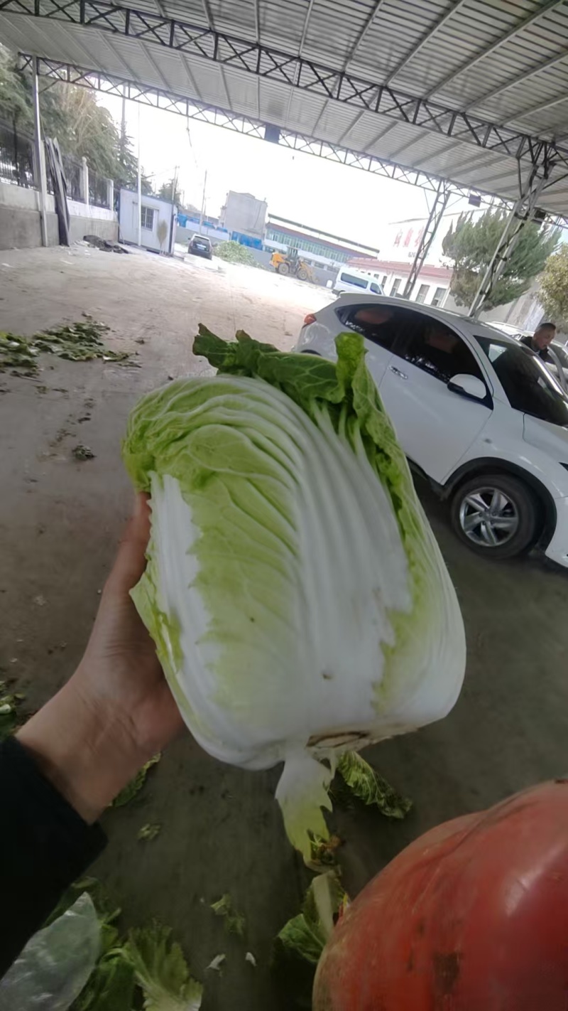 新上市黄心春白菜