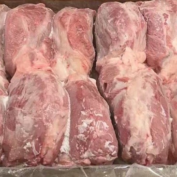母猪龟健