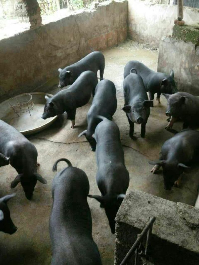 山东黑育肥仔猪大量供应，防疫严格，防疫严到位包成活，