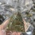真空包装嘉兴风味粽子厂家甜粽素粽红枣粽端午粽子礼盒批发