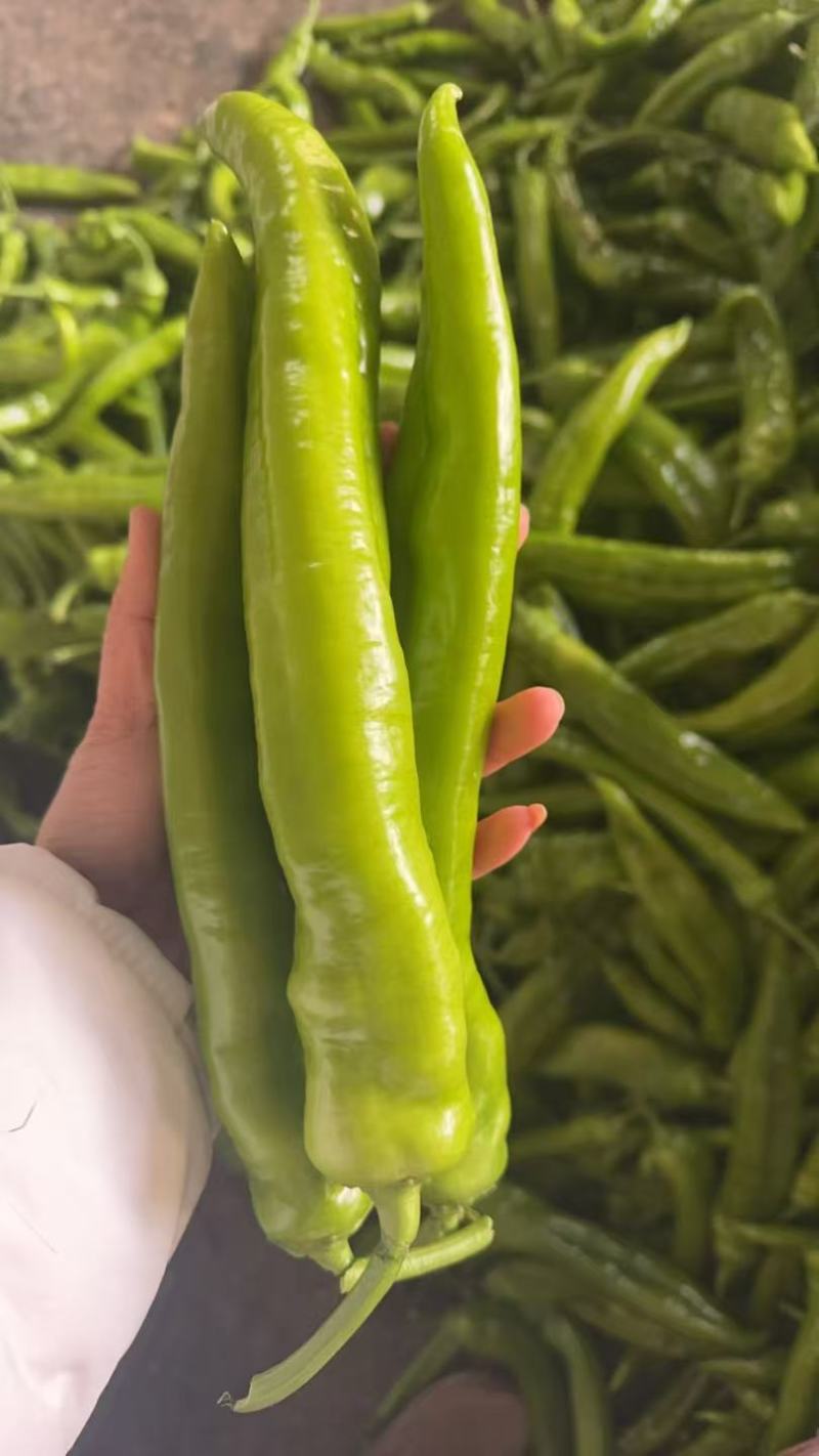 优质辣椒出口品质