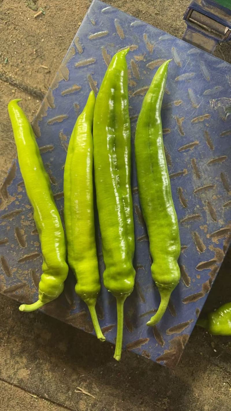 优质辣椒出口品质