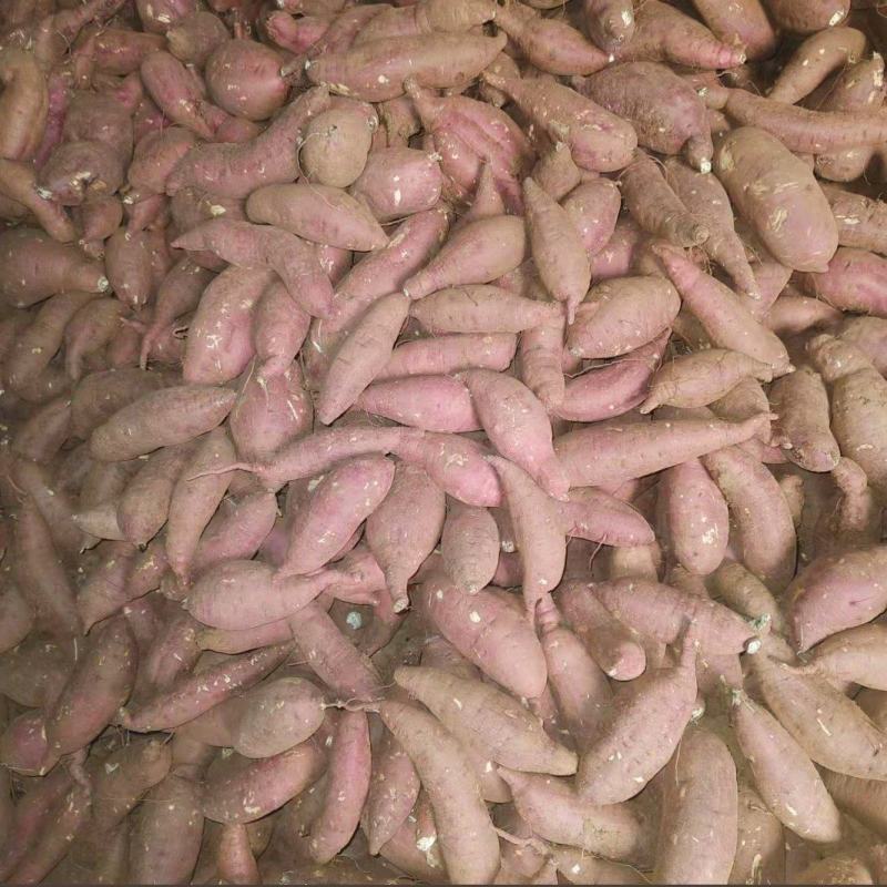 商品红薯，商薯19