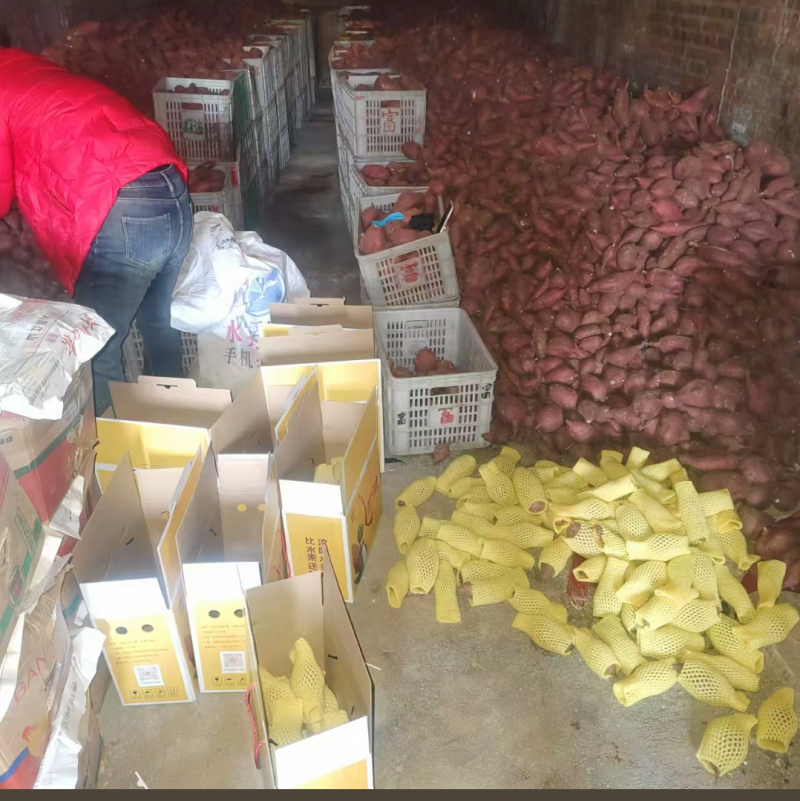 商品红薯，商薯19