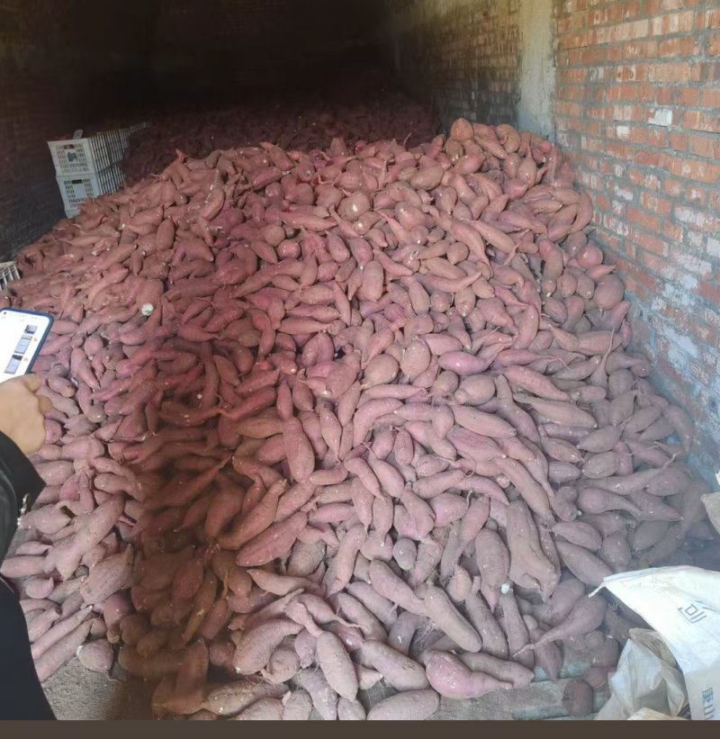 商品红薯，商薯19