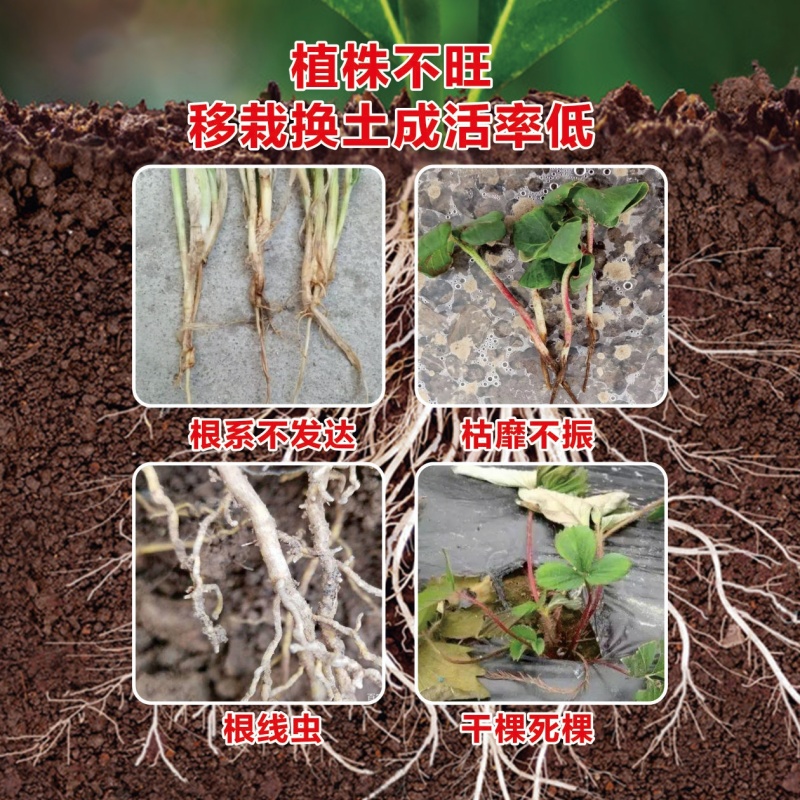 爆根叶有机水溶肥料快速生根壮秧护苗瓜果蔬菜通用肥料