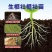 爆根叶有机水溶肥料快速生根壮秧护苗瓜果蔬菜通用肥料