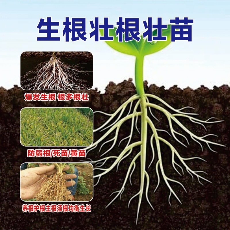 爆根叶有机水溶肥料快速生根壮秧护苗瓜果蔬菜通用肥料