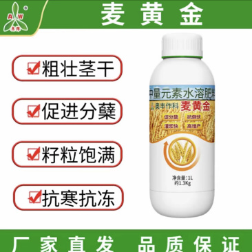 奥丰麦黄金抗寒抗冻籽粒饱满粗壮茎杆正品保证