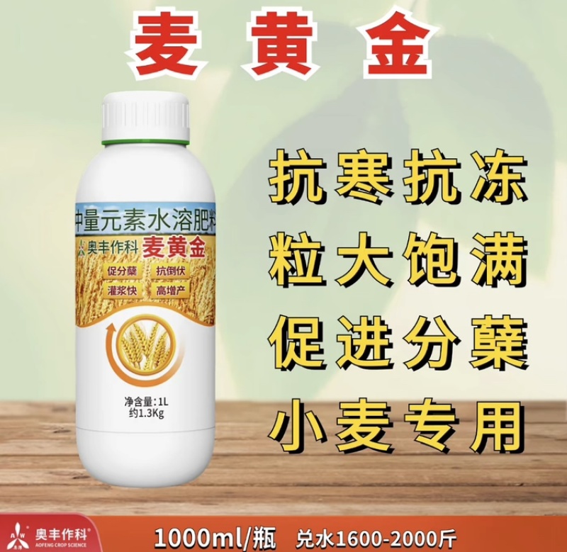 奥丰麦黄金抗寒抗冻籽粒饱满粗壮茎杆正品保证