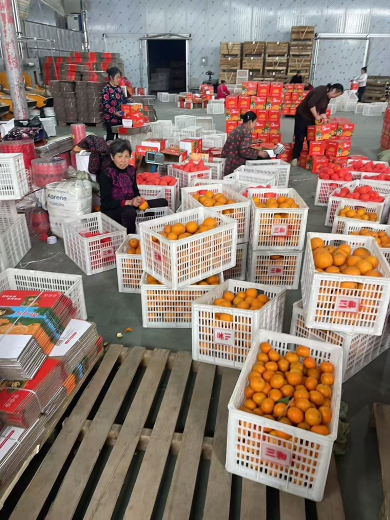 粑粑柑新鲜柑橘现货商超社区团购电商5斤9斤一件代发