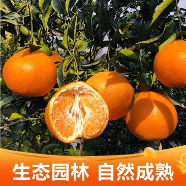 粑粑柑新鲜柑橘现货商超社区团购电商5斤9斤一件代发