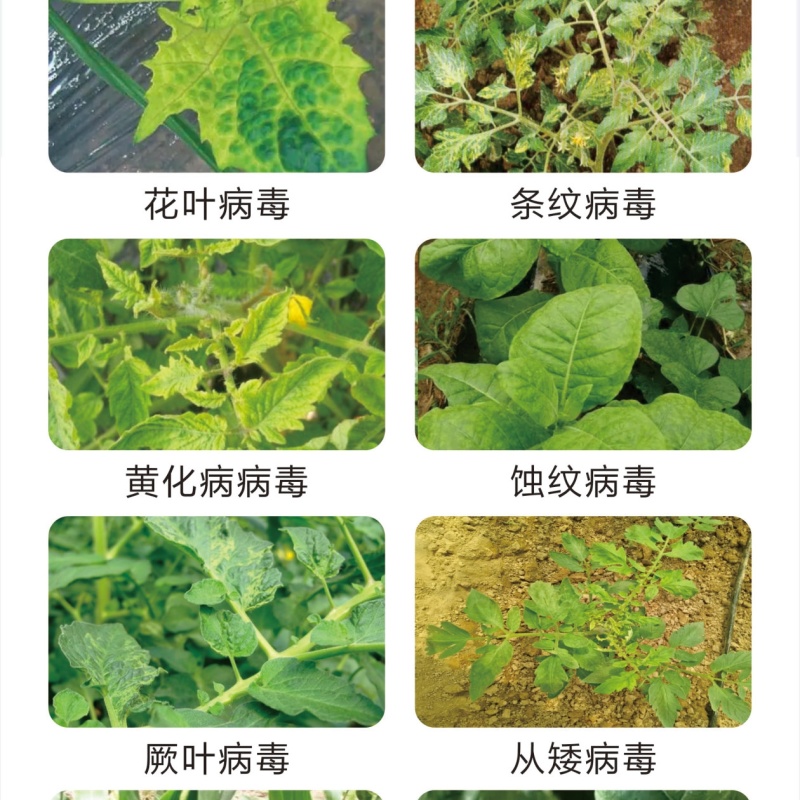 毒叶迎绿微生物菌剂防治花叶小叶病毒病抗病增产肥料