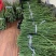 《柚子苗》早熟型台湾麻豆文旦柚枝条，嫁接枝条