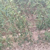 无刺花椒树苗