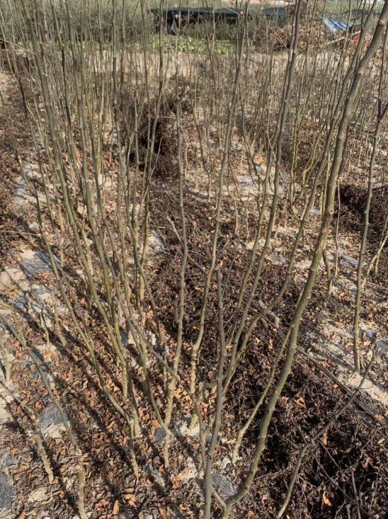 无刺花椒树苗