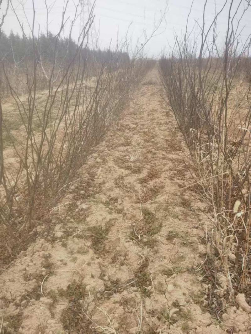 无刺花椒树苗