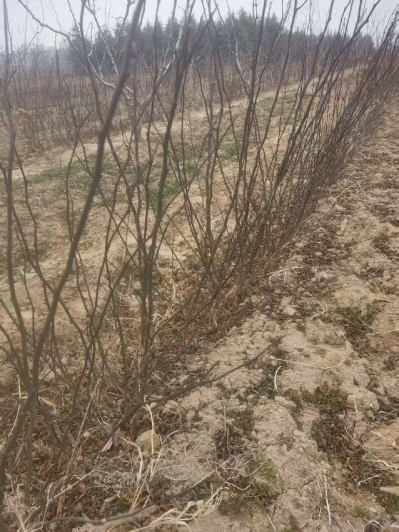 无刺花椒树苗